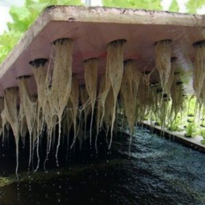 Deep Water Culture